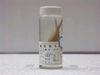 藏品(鱗首方頭鯧)的圖片